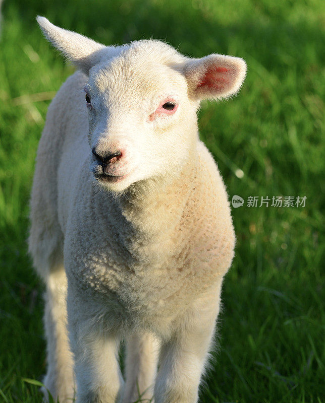 Young Lamb，泽西岛，英国